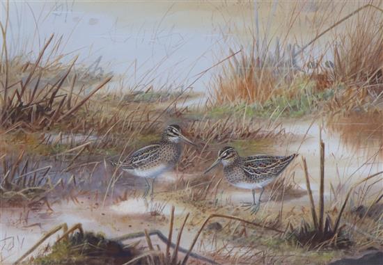 Philip Rickman (1891-1982), watercolour and gouache, Jack Snipe at their feeding hide, signed, 28 x 39cm